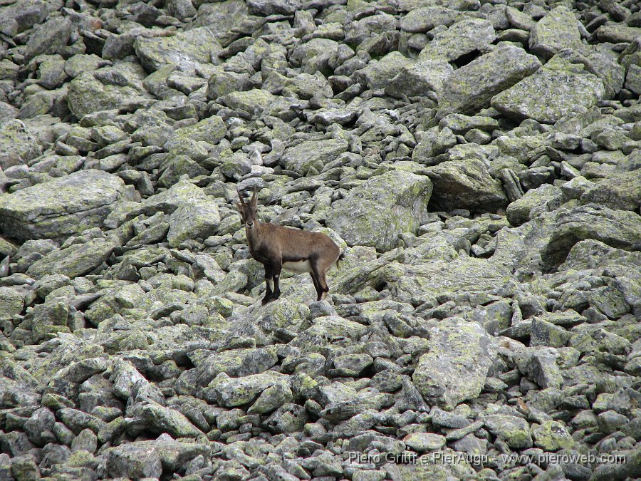 CornoStella 062.jpg - Uno stambecco di passaggio sul ghiaione